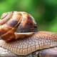 Image for article titled Vampiric Implants Turn Snails Into Tiny Recon Scouts